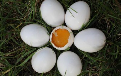7 razones para comer huevos