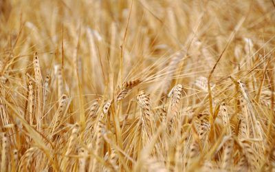 Intolerancia al Gluten, todo lo que debes saber