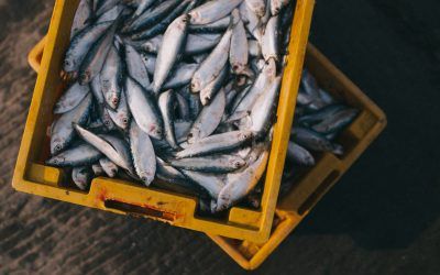 Conoce los nutrientes del pescado azul: Fuente de salud