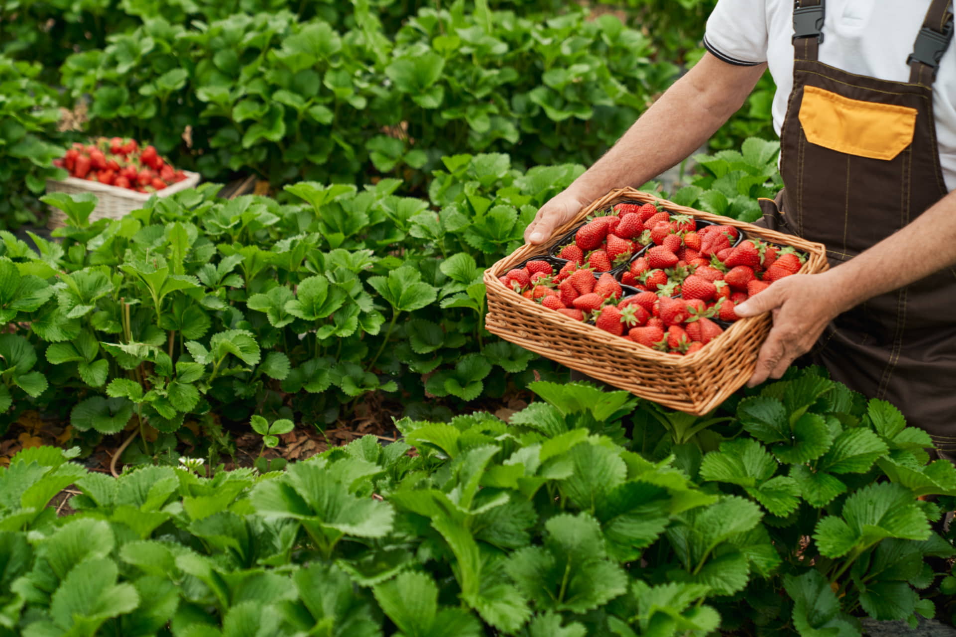 fresas en la dieta antiinflamatoria