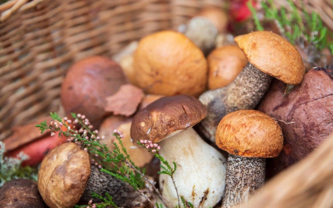 Setas y Hongos: Un Regalo Saludable del Otoño
