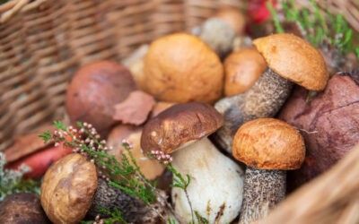 Setas y Hongos: Un Regalo Saludable del Otoño