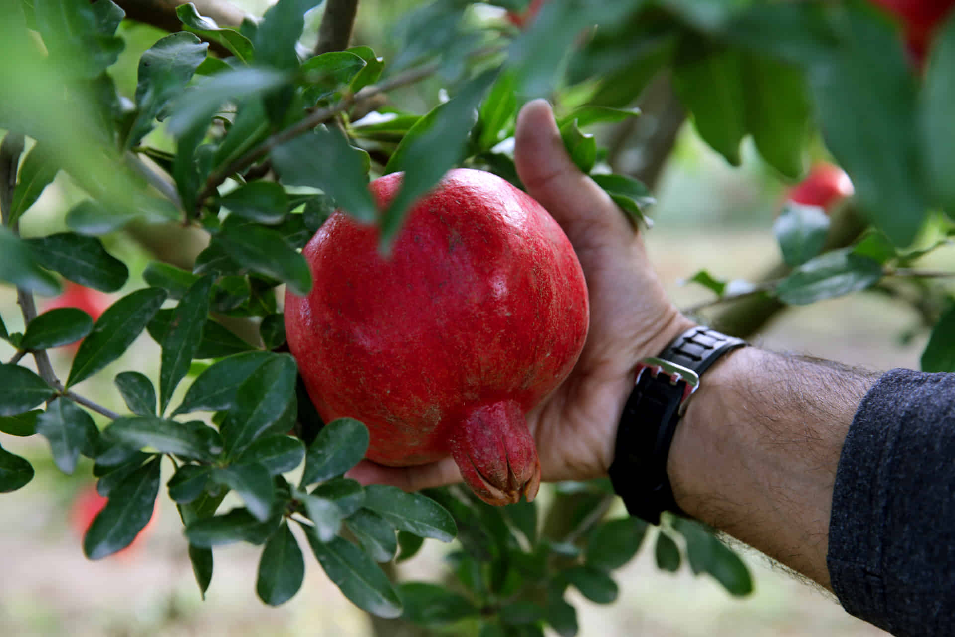 Primer plano de granada en el arbol