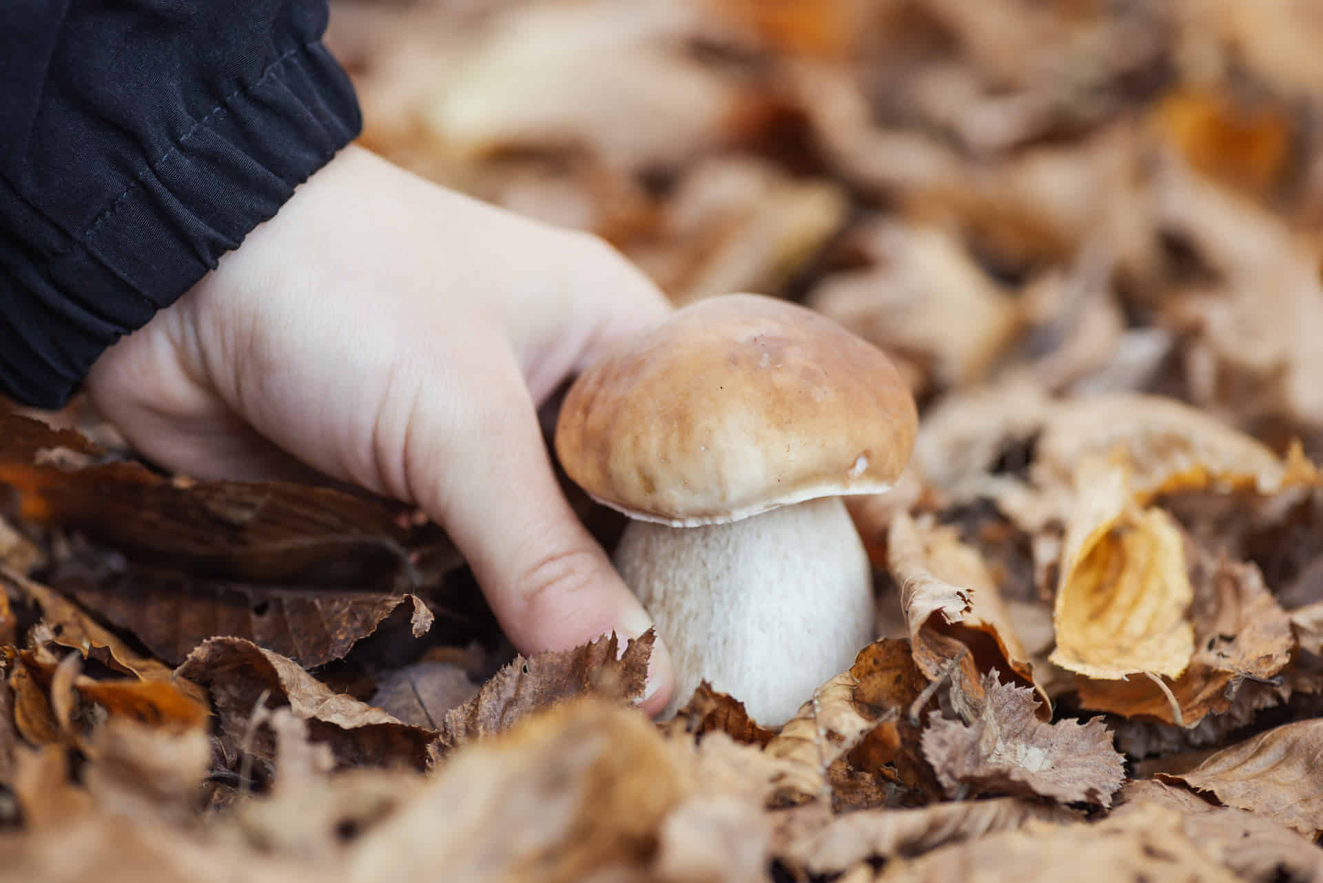 Recolección de Boletus